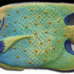 Queen Angel Fish, caribbean brights, 13 1⁄2”L x 6 1⁄2”H
